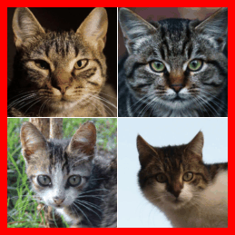 DBFS diffusion bridge